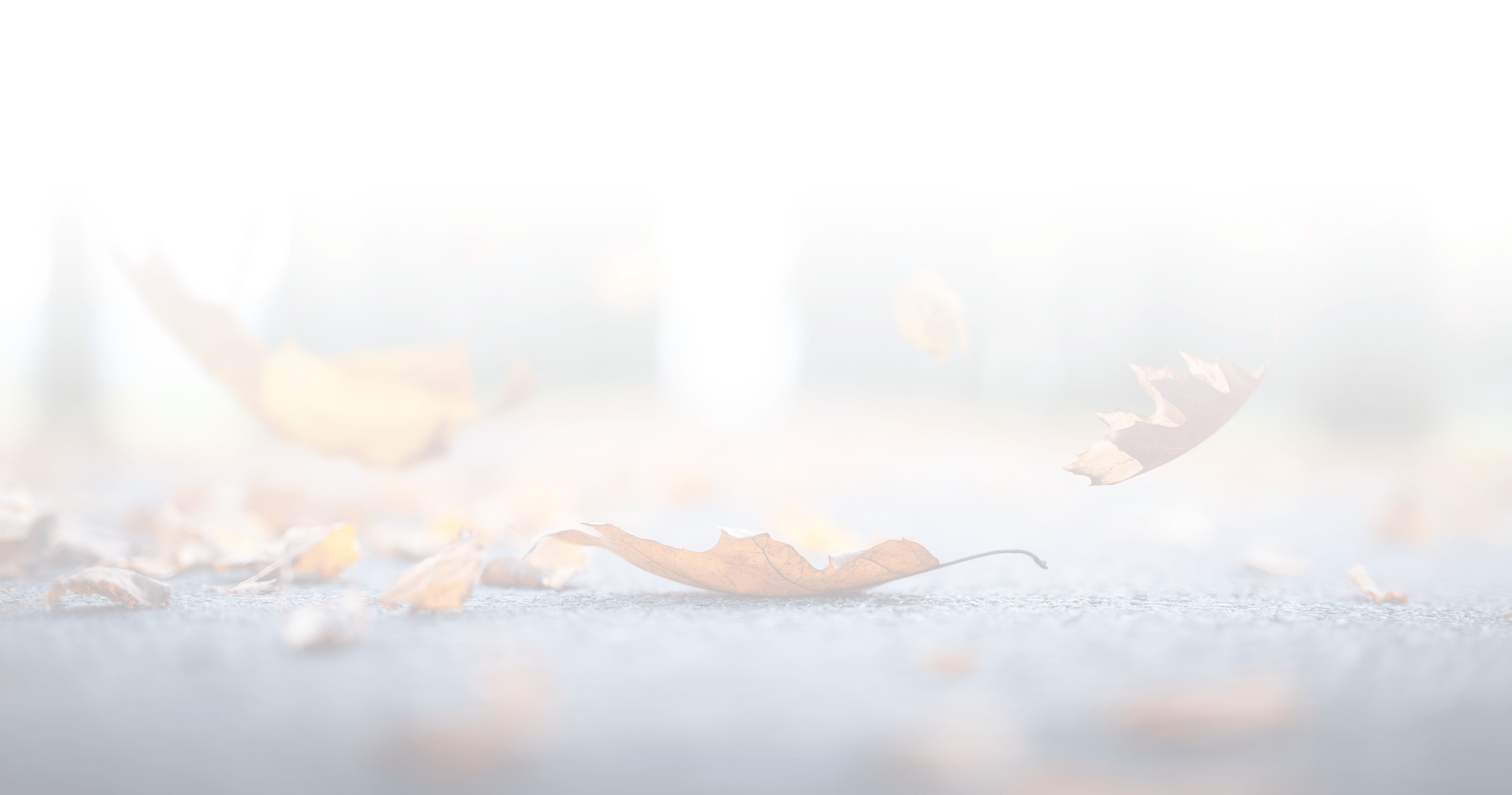 Blurry image with a high-key effect, featuring scattered autumn leaves gently falling, creating a soft atmospheric scene on a neutral background.