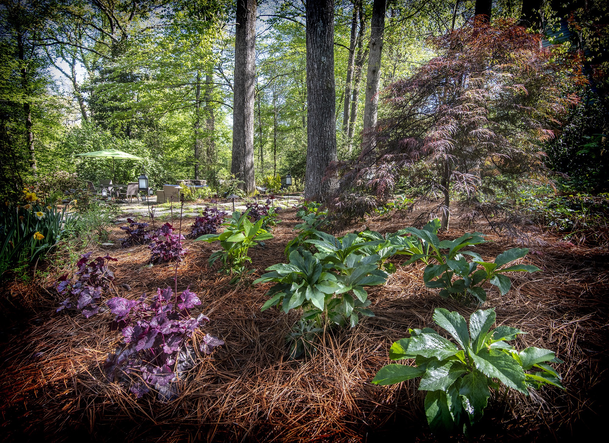 A lush garden scene with diverse plants, tall trees, a green umbrella, and outdoor seating. Sunlight filters through the canopy.