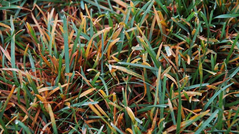 Close-up of green and brown grass with water droplets, highlighting texture and color variations. No people or recognizable landmarks are present.