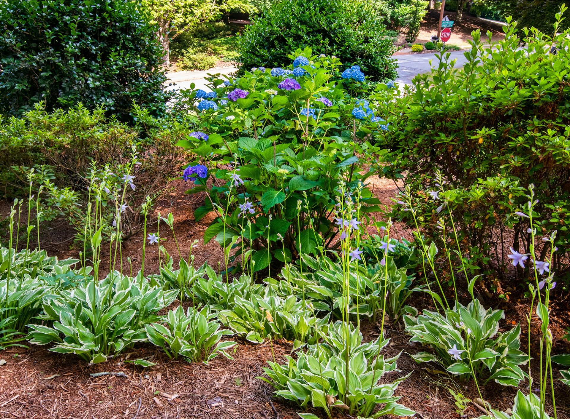Vibrant garden with lush green plants and blooming flowers. A stop sign is visible on a nearby road in the background.