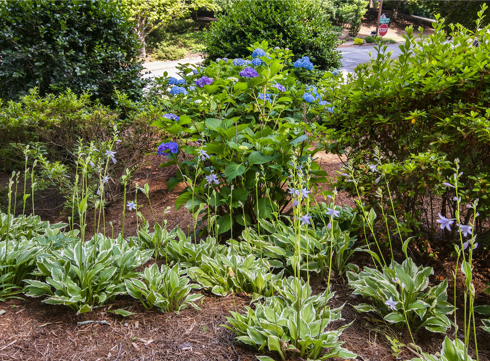 A garden features lush green plants and vibrant purple flowers with a road and stop sign visible in the background.