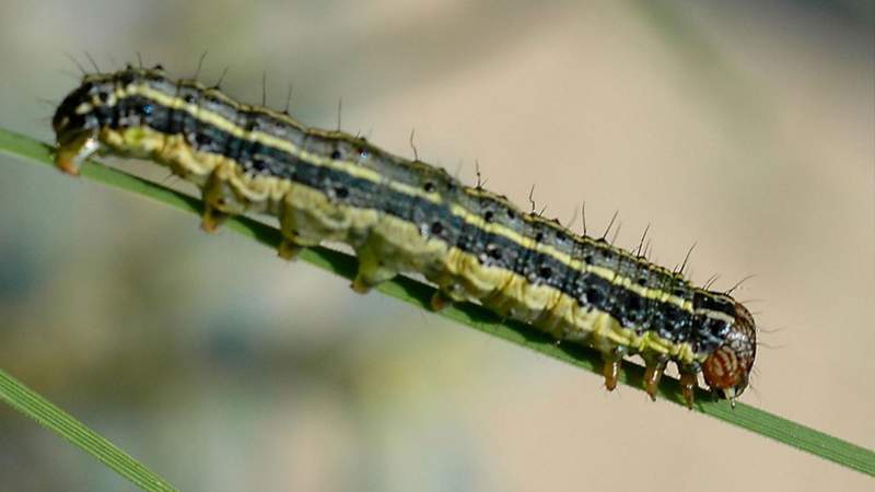 A close-up of a caterpillar with distinctive stripes crawling along a green leaf, set against a blurred natural background.