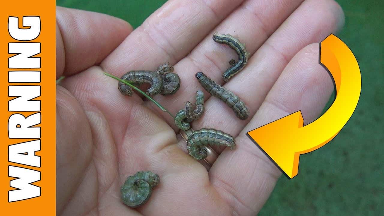 A hand holding small caterpillars with a yellow warning arrow. The background is green, indicating an outdoor setting.