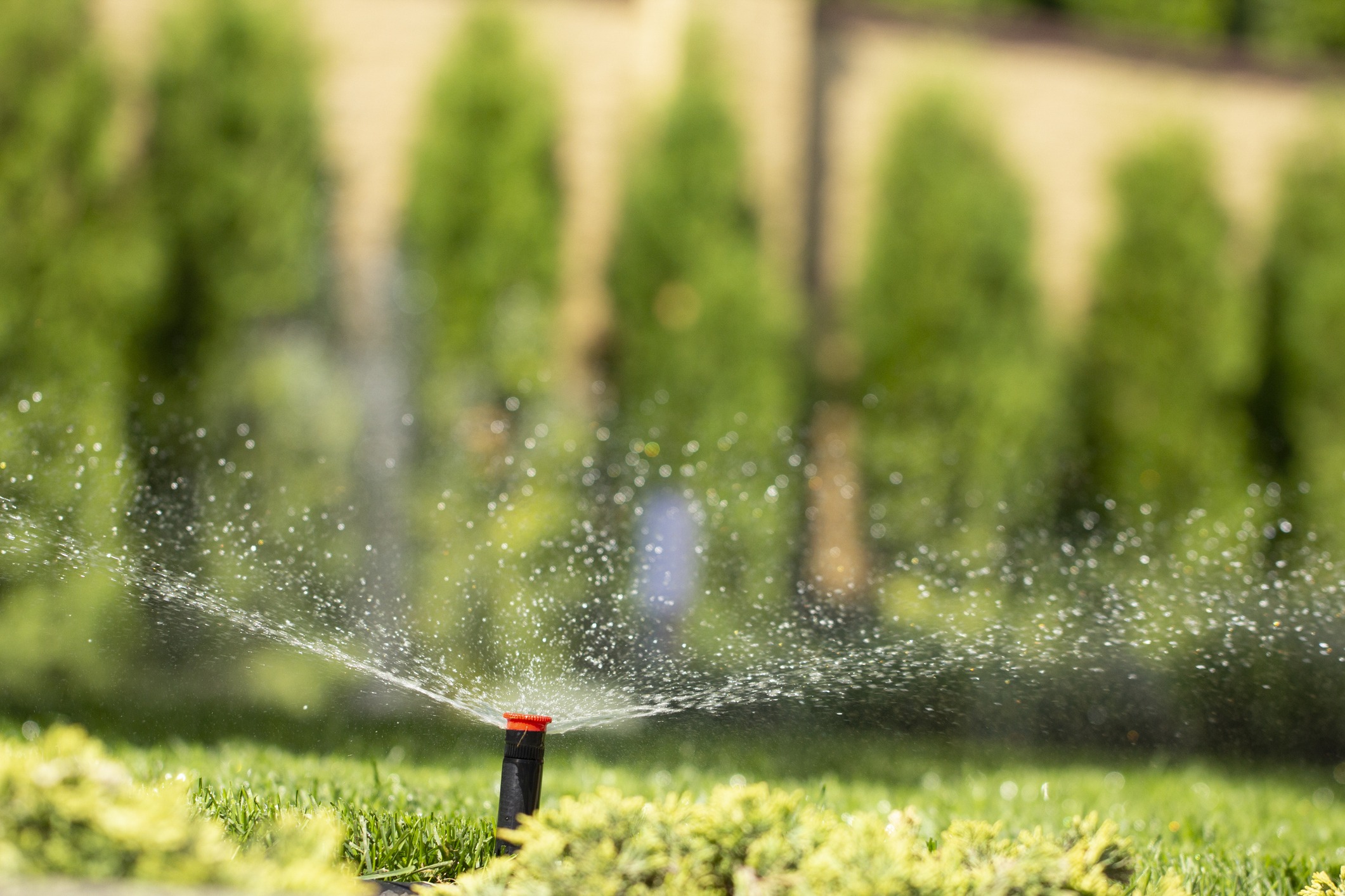 A garden sprinkler sprays water over lush, green grass with a blurred background of tall, dense trees.