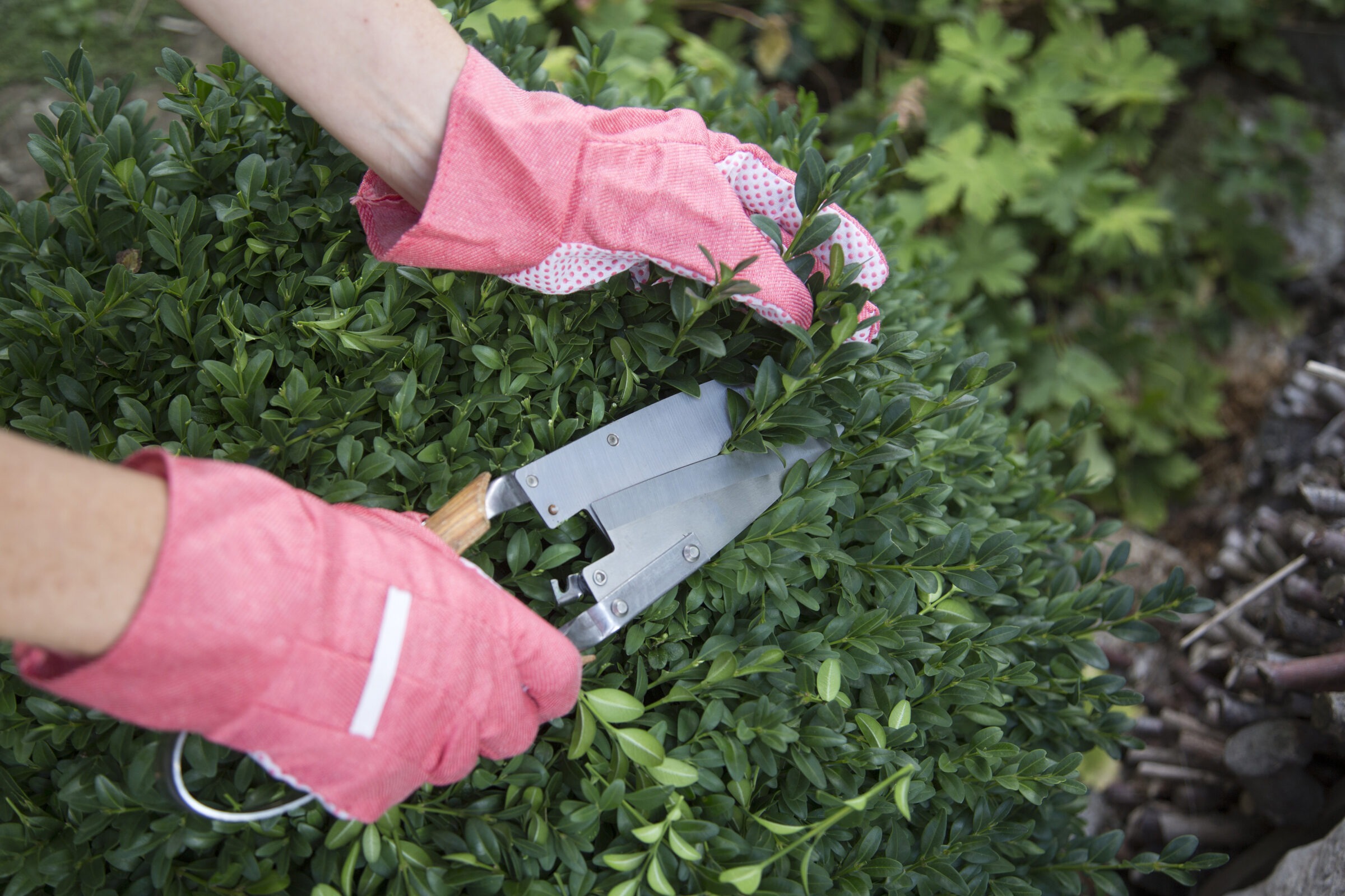 A person wearing pink gloves trims a green bush using hedge shears, surrounded by lush foliage in a garden setting.