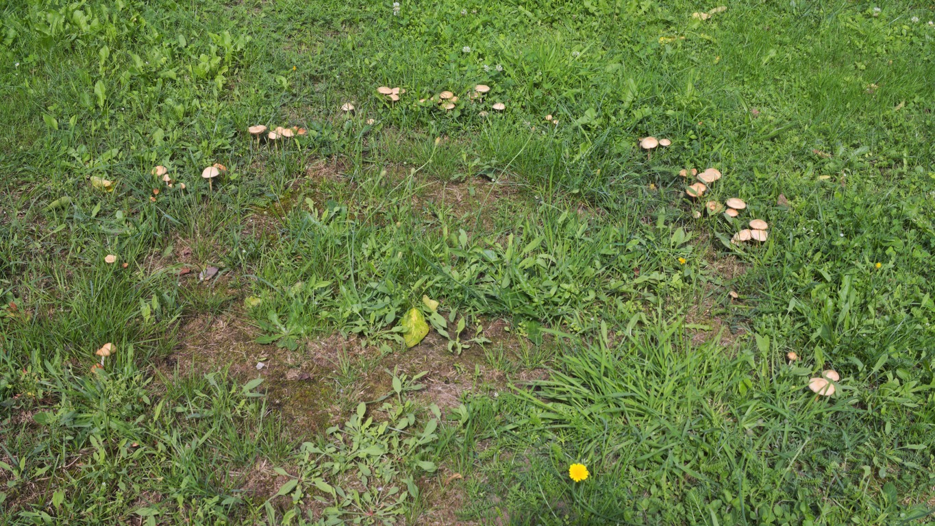 A circular arrangement of mushrooms grows among green grass, creating a natural fairy ring, surrounded by various plants and a yellow flower.