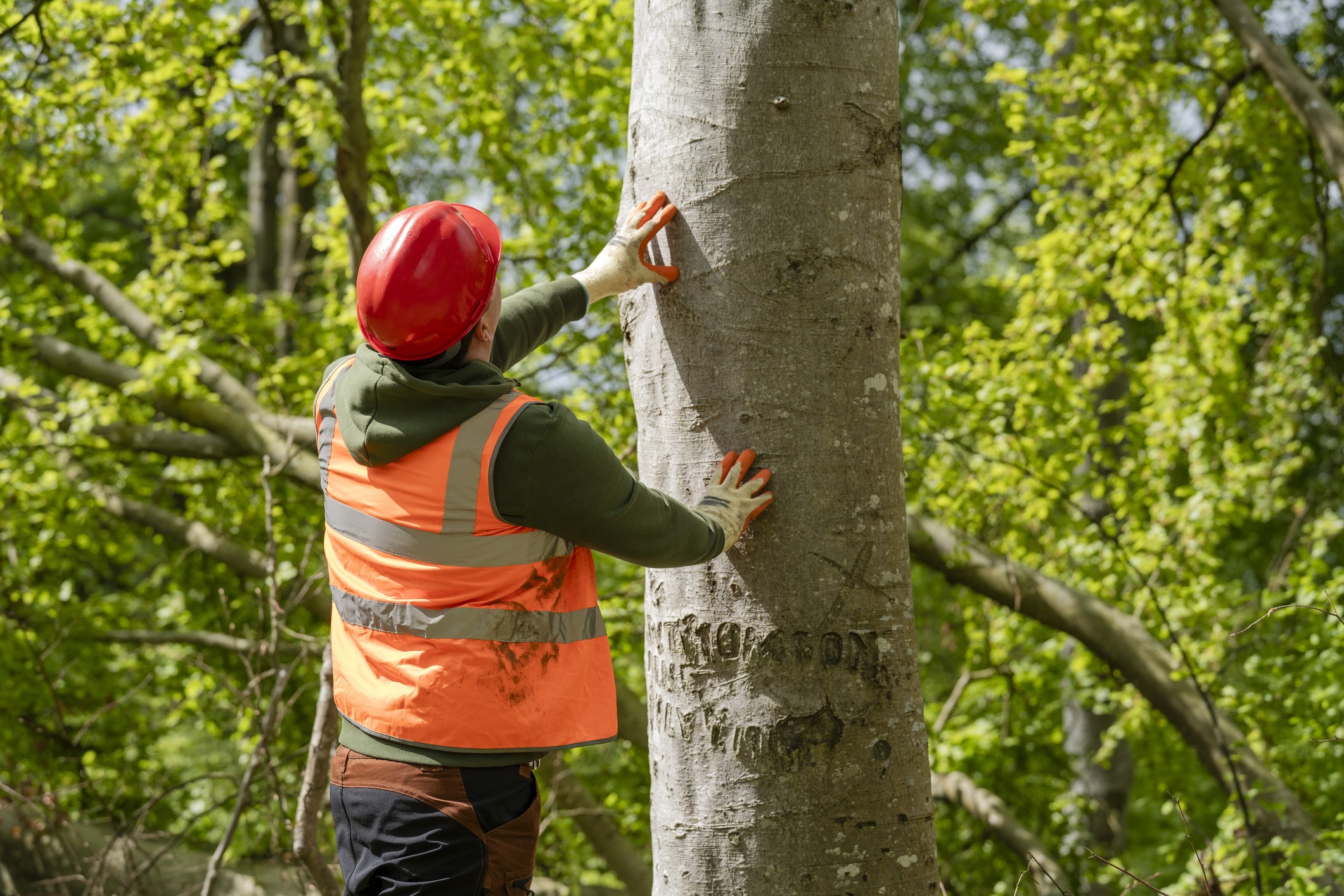 A person in a high-visibility vest and hard hat examines a tree in a lush forest setting.