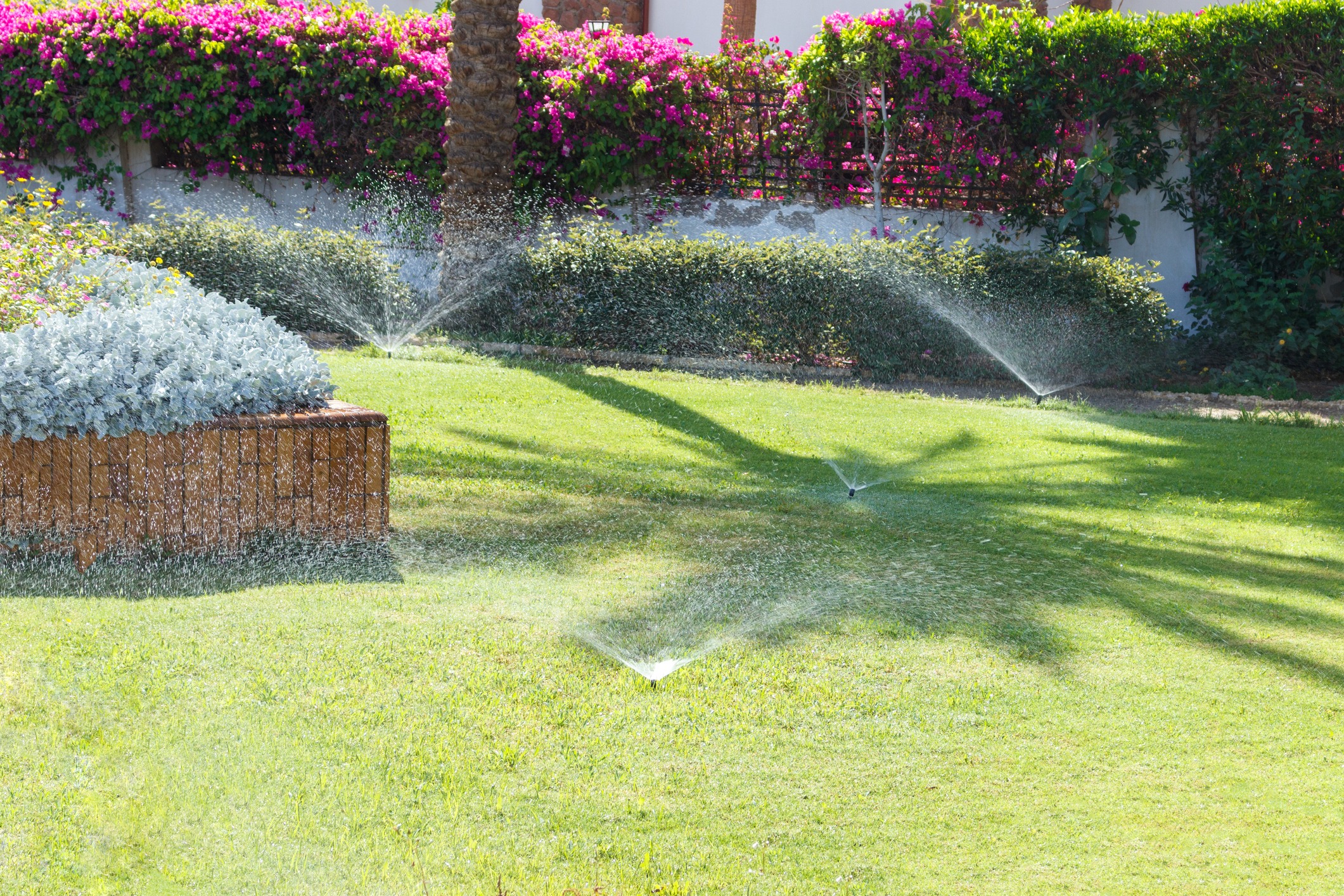 Green lawn with sprinklers in action, bordered by vibrant flowers and shrubs. Sunlight casts palm tree shadows across the grass.