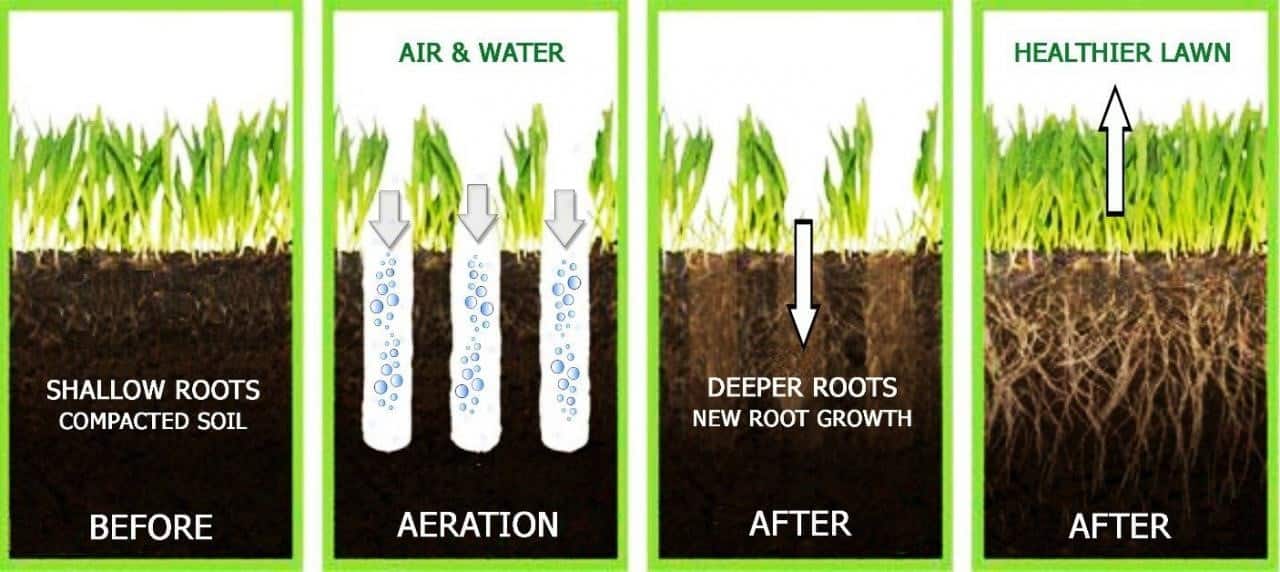 Diagram showing lawn improvement through aeration: shallow roots become deeper, healthier roots after treatment, enhancing overall grass growth.