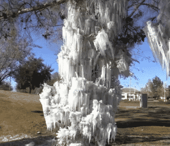 A tree covered in icicles on a sunny day in a park setting, with grass and other trees in the background.