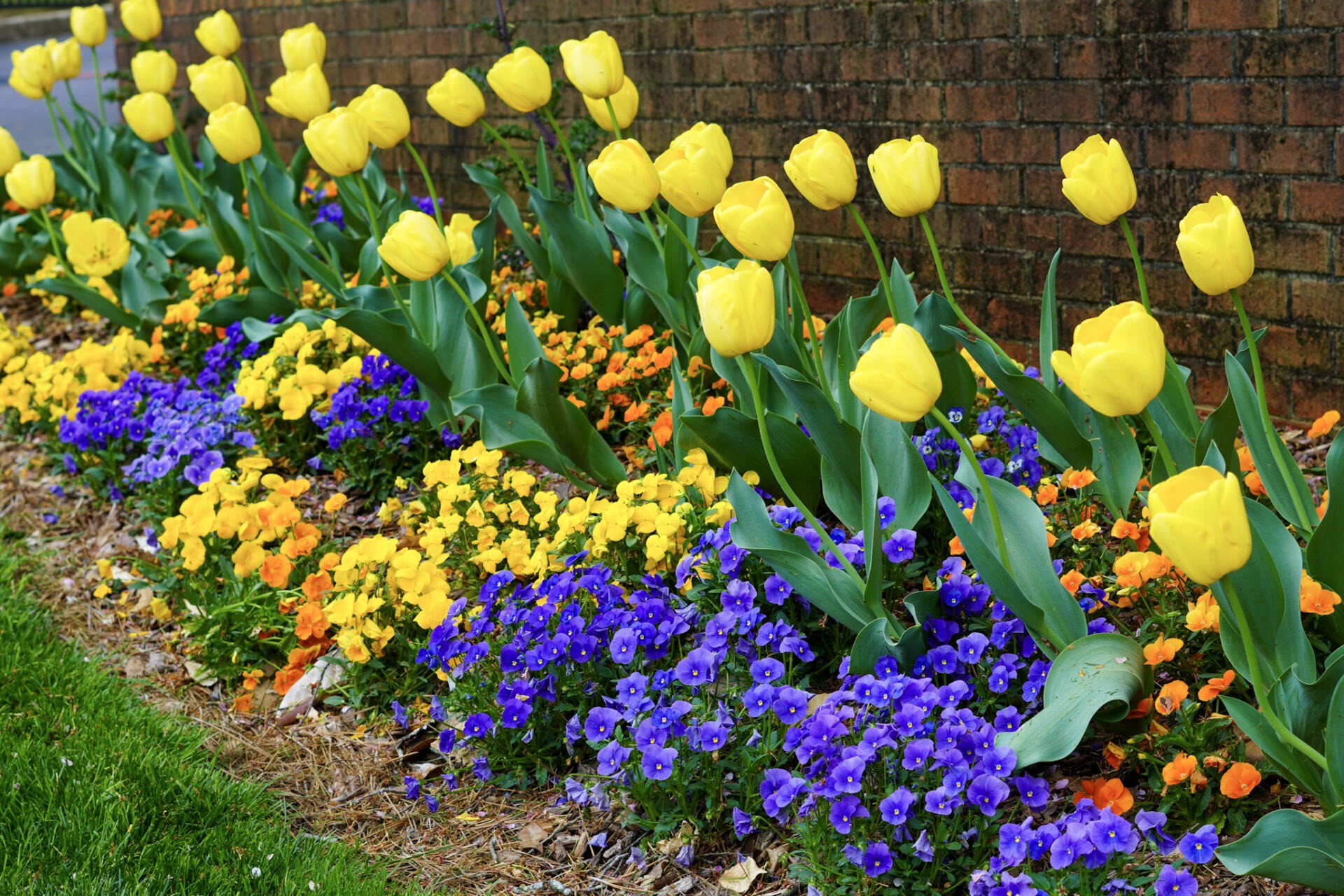 A vibrant garden with pink tulips and purple flowers in full bloom,