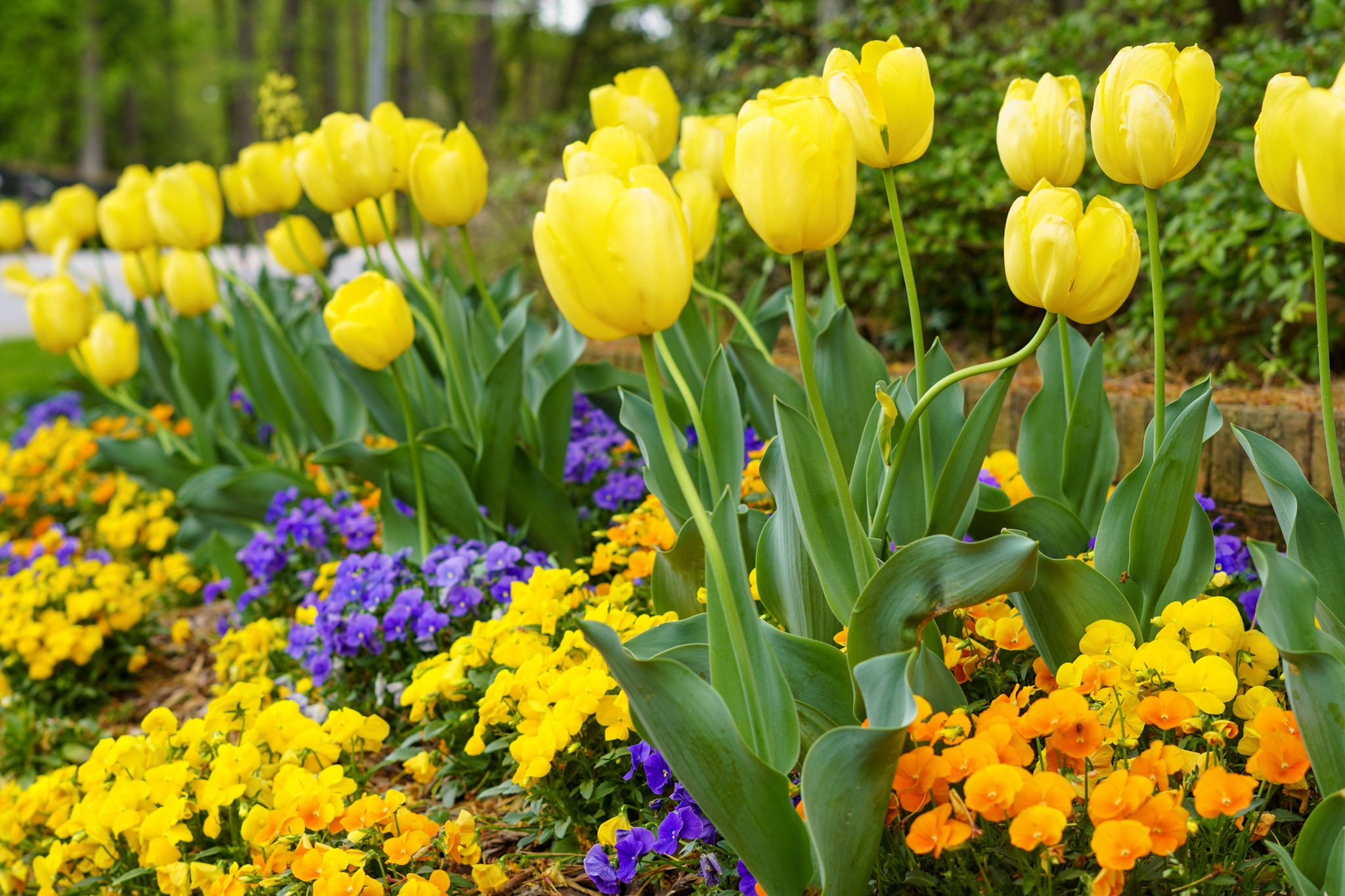 Beautiful yellow tulips blooming with orange, yellow, and purple violas flowers